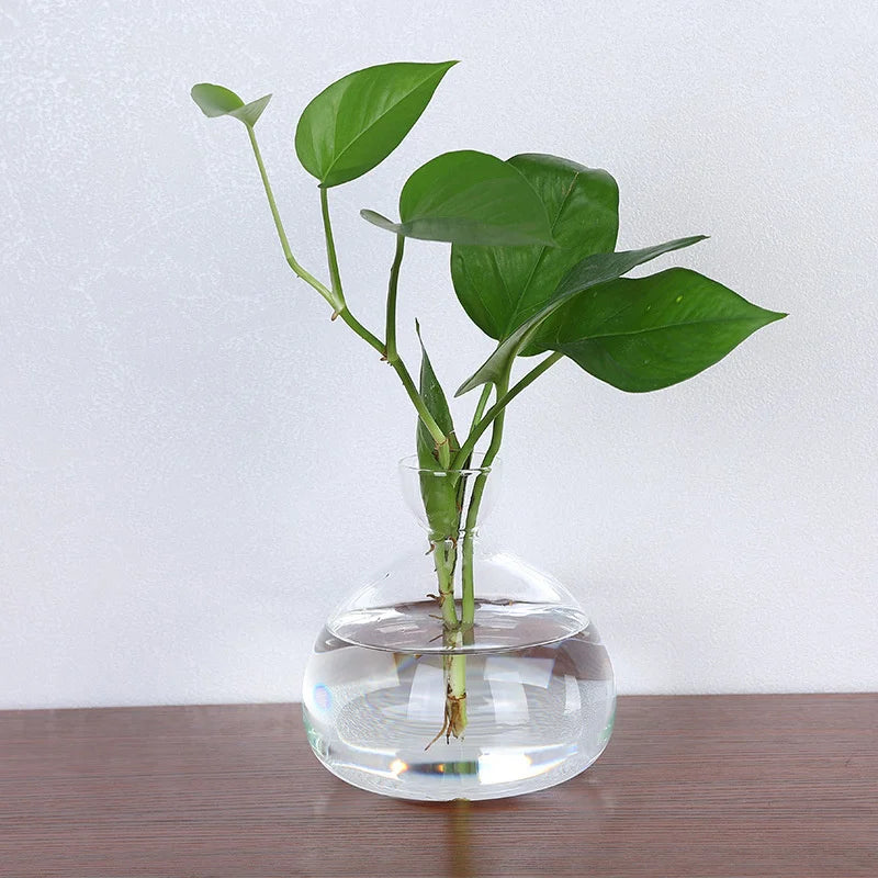 Avocado Vase Glas | Transparentes Keimglas | Pflanzgefäß für Avocado-Anzucht | 10–15 cm