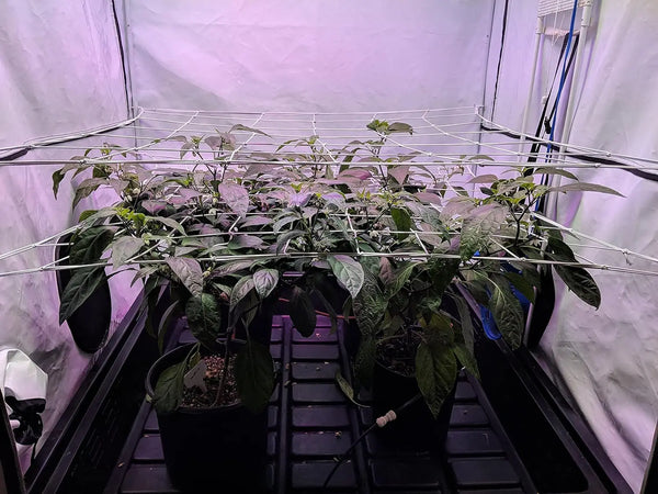 FlexiGrow Net | Elastisches Ranknetz mit Haken | 10 × 10 cm Maschen | Für Growbox, Pflanzen & Hydrokultur
