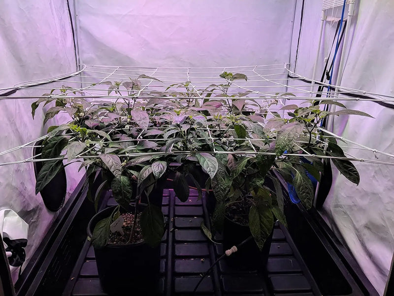 FlexiGrow Net | Elastisches Ranknetz mit Haken | 10 × 10 cm Maschen | Für Growbox, Pflanzen & Hydrokultur