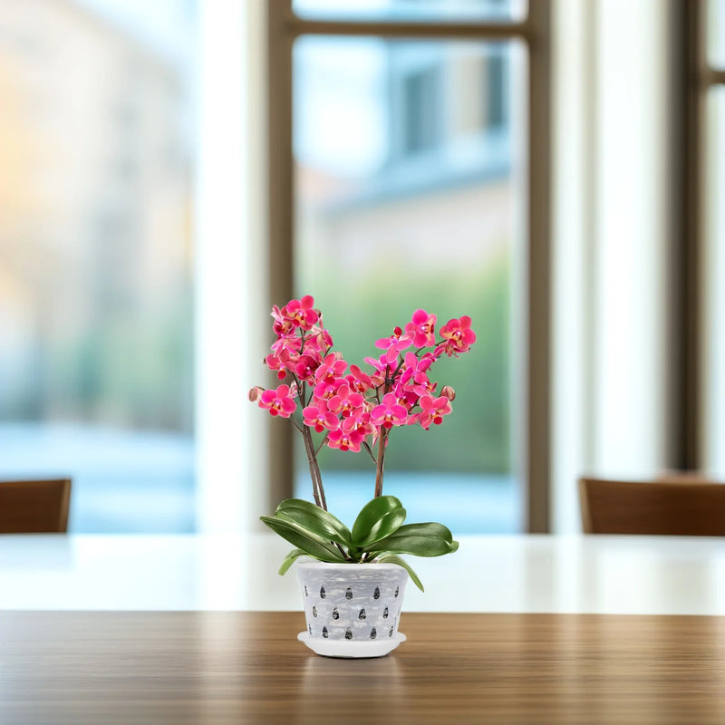 Orchideen Blumentöpfe Klar | 5er Set | Mit Drainagelöchern | Transparent & Stabil – Florvista