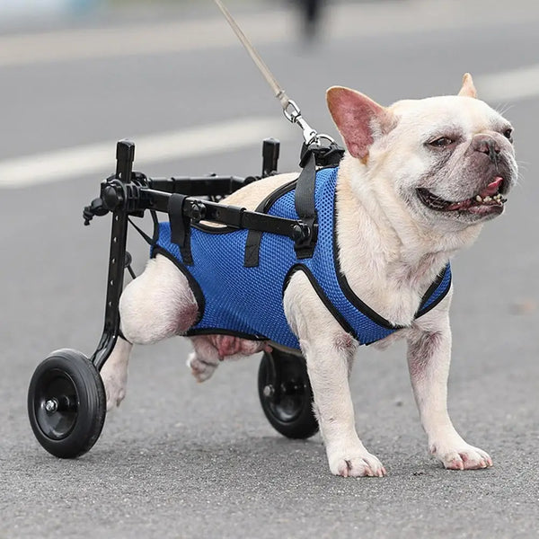 Vetalino Hunderollstuhl für kleine Hunde | Verstellbarer Reha-Wagen | Leicht & Stabil | Mobilitätshilfe bei Gehproblemen