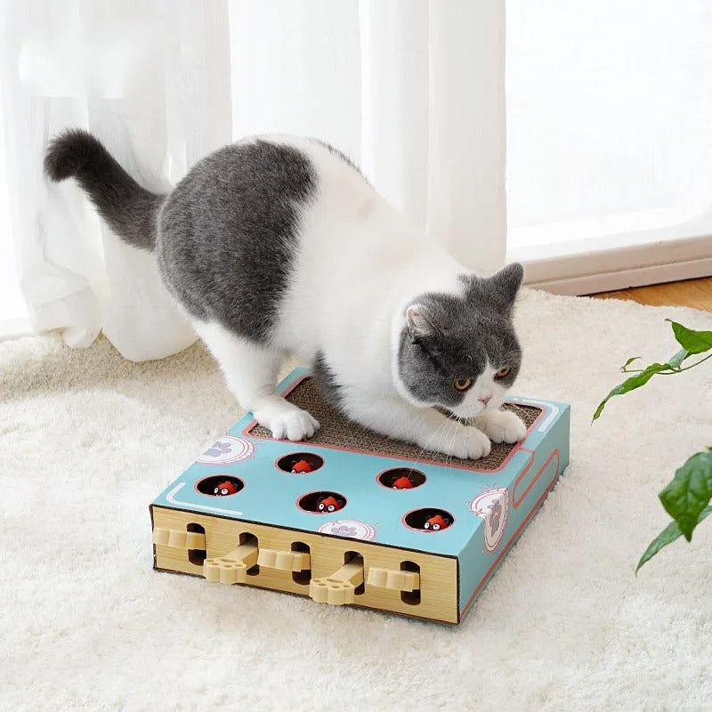 ScratchNest – Kratzen, Spielen & Chillen an einem Ort!