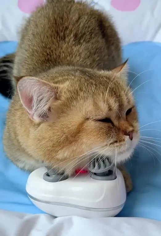 PurrEase – Die Entspannung, die Ihre Katze lieben wird!