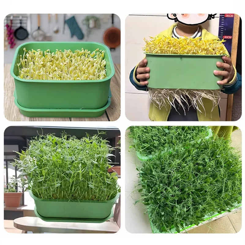 1+1 GRATIS | GreenBox – Ziehe täglich deine eigenen frischen Sprossen groß