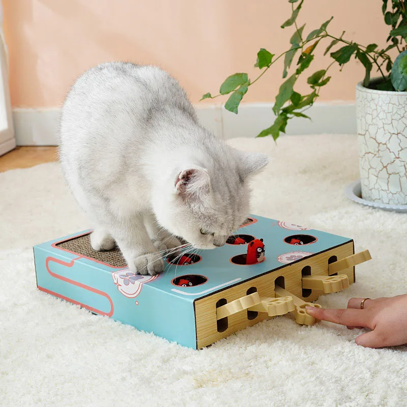 ScratchNest – Kratzen, Spielen & Chillen an einem Ort!