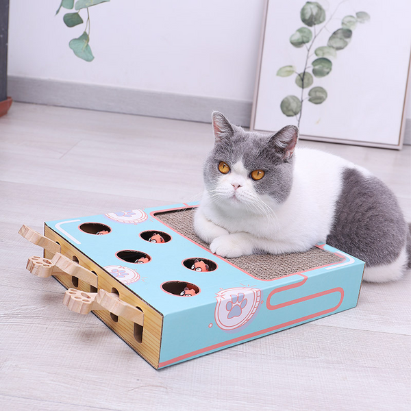 ScratchNest – Kratzen, Spielen & Chillen an einem Ort!