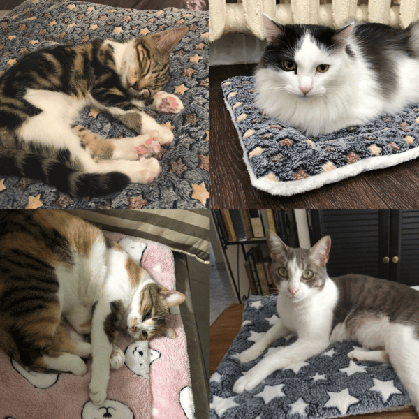 CozyPaw – Ultimatives tiefenentspannendes Erlebnis für Ihre Katze!