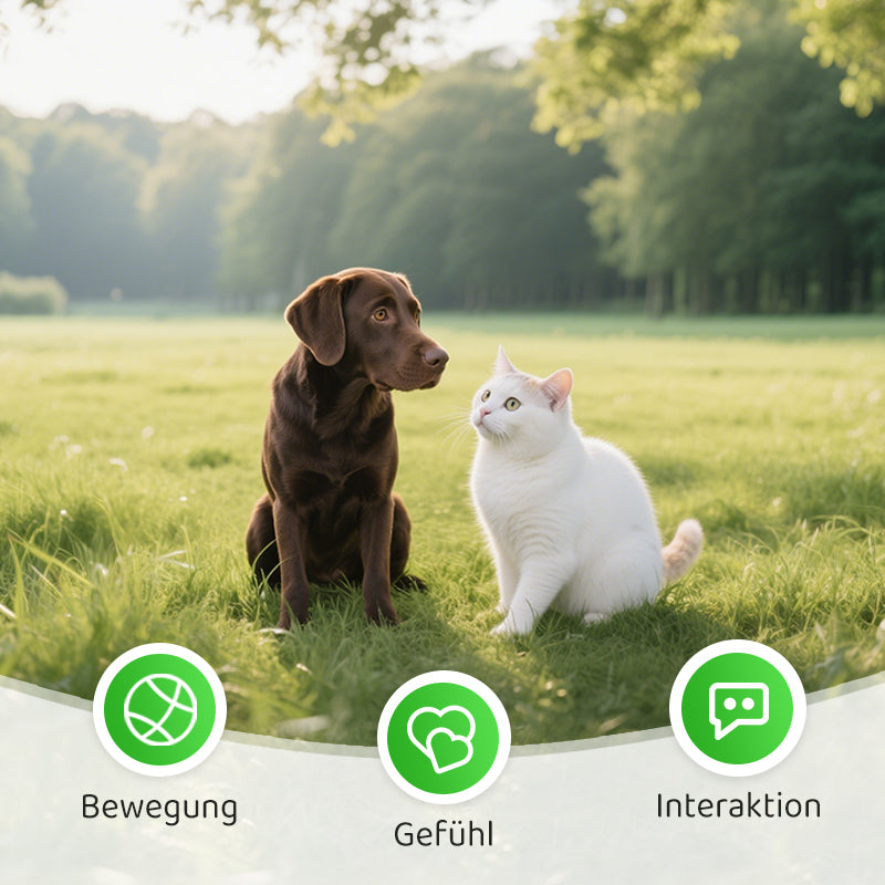 2+1 GRATIS | PawChase – Jagen, spielen, juchzen der Spaß für deine Katze!
