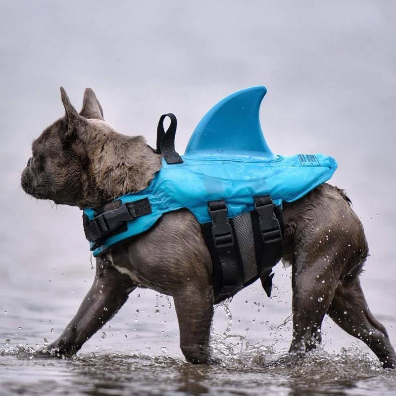 FloatiFur – Die Schwimmweste für glückliche Hunde!