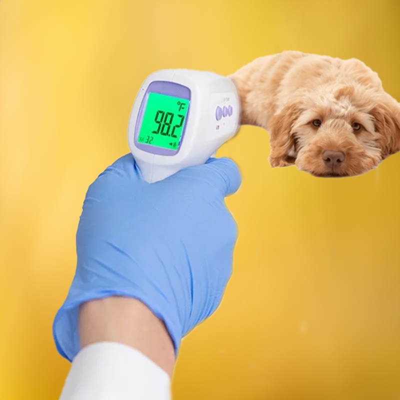 PawTemp – Stressfreie Temperaturkontrolle für Hunde!